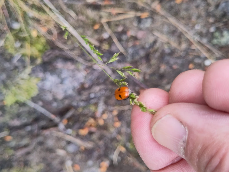 Een tweepuntlieveheersbeestje zit op een dun sprietje gras, dat zachtjes wordt vastgehouden door menselijke vingers. Het rode insect vertoont kenmerkende zwa...
