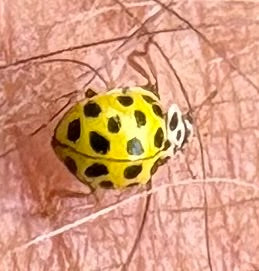 Lieveheersbeestje met tweeëntwintig stippen — foto 2 van 3