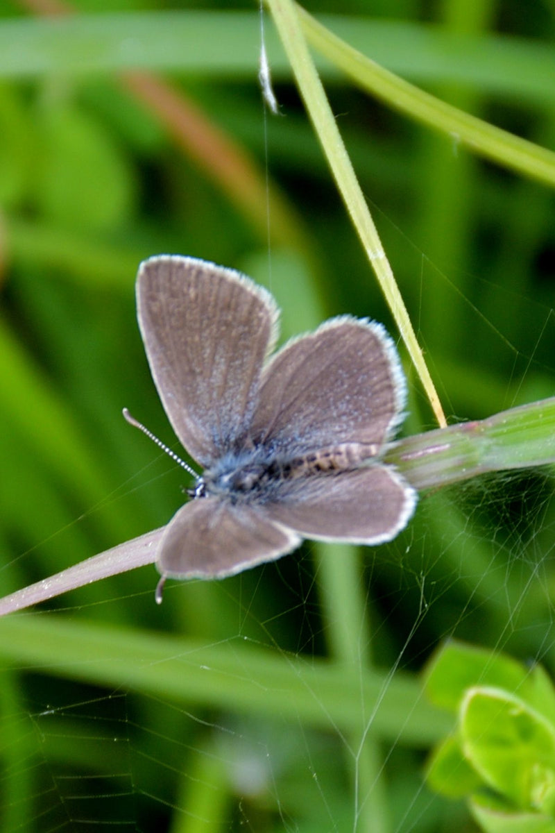 Dwerg Blauwling — Bild 1