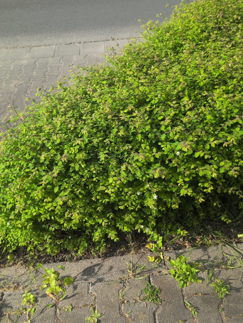 Dwergspirea — Bild 4