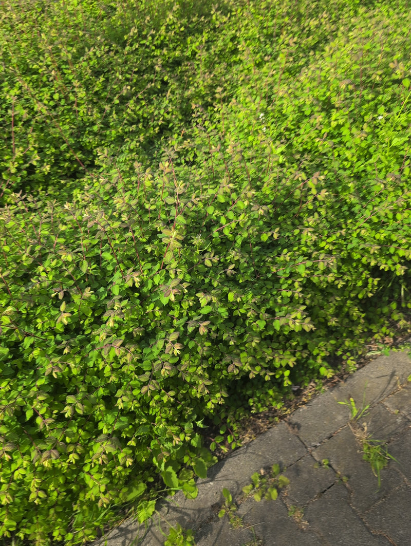 Dwergspirea — Bild 3