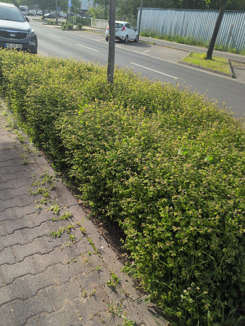 Dwergspirea — Bild 2