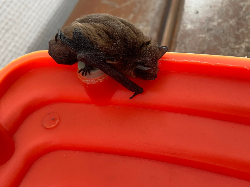 Pygmee-vleermuis — foto 3 van 3
