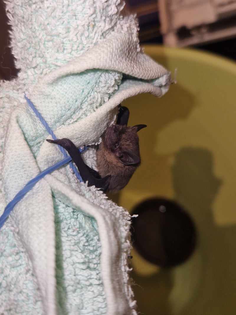 Pygmee-vleermuis — foto 1 van 3