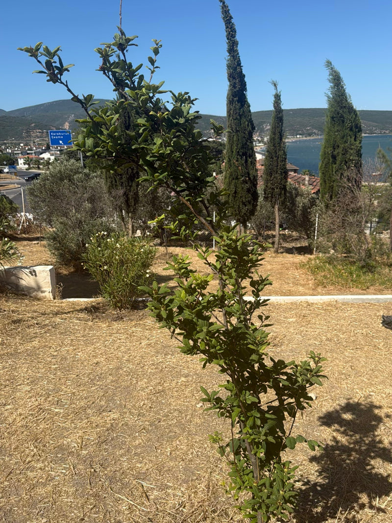 Cotoneaster — Bild 2