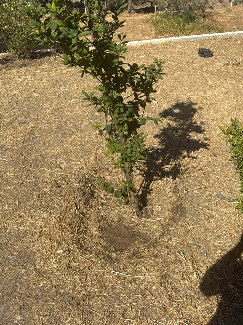 Cotoneaster — Bild 1