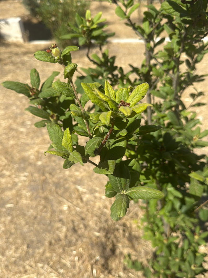 Cotoneaster — Bild 3