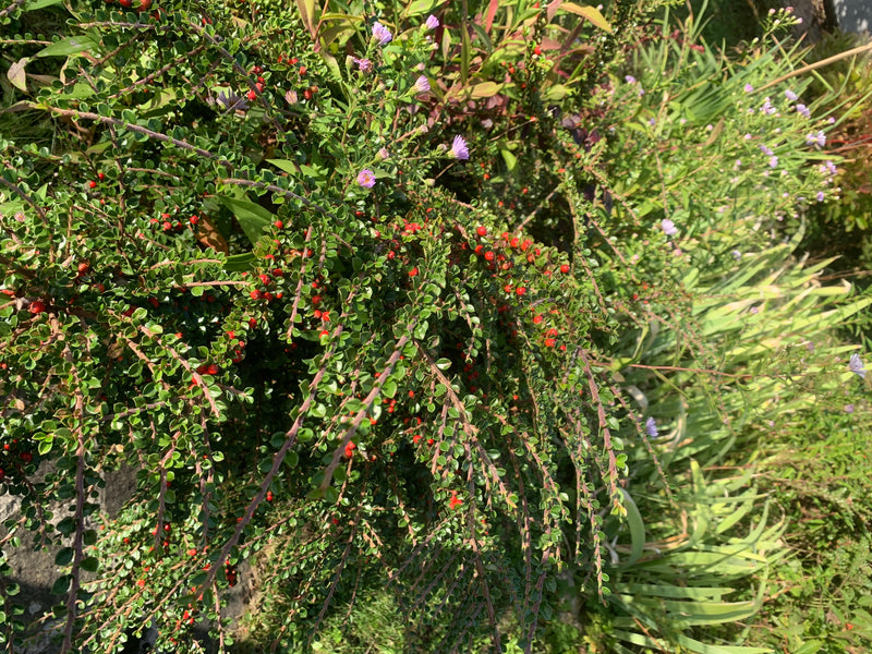 Cotoneaster — foto 1 van 5