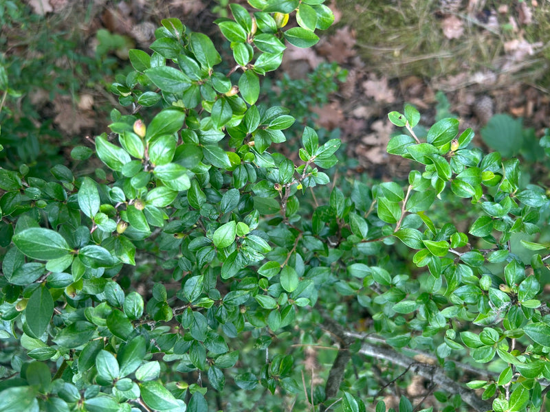 Cotoneaster — foto 4 van 5
