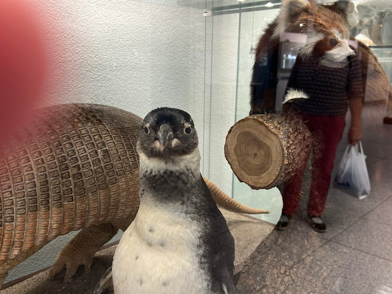 Kleine pinguïn — foto 1 van 1