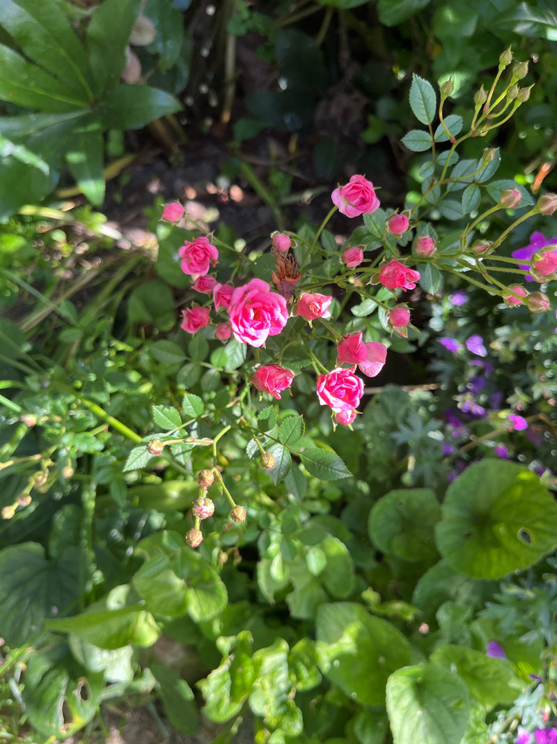 Dwergroos — Bild 4
