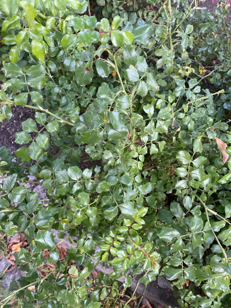 Het dichte, groene bladerdak van een dwergroos is zichtbaar. De afbeelding toont de typische geveerde bladeren van de plant van bovenaf.