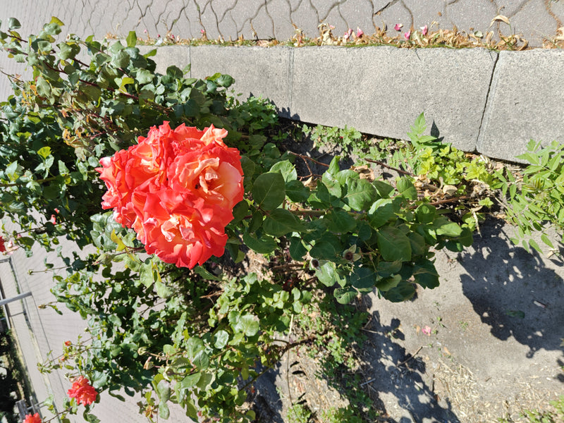 Dwergroos — Bild 2