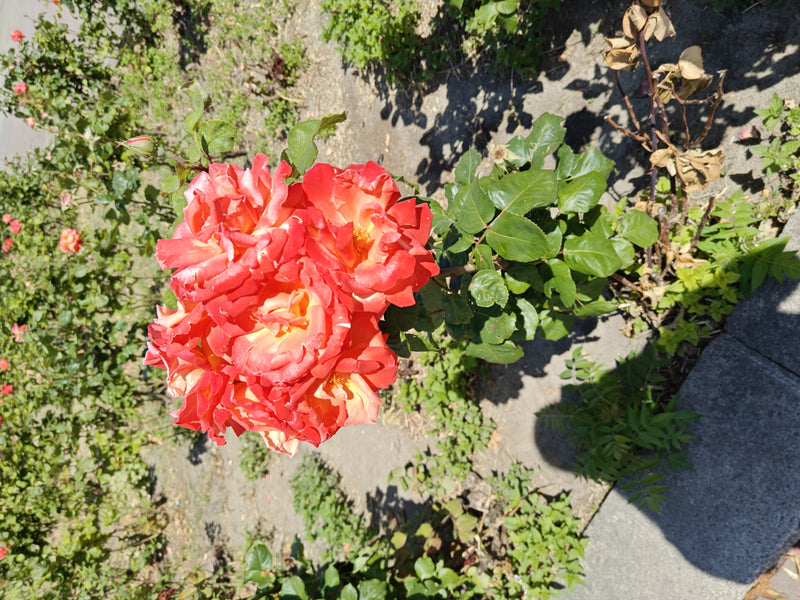 Dwergroos — Bild 3