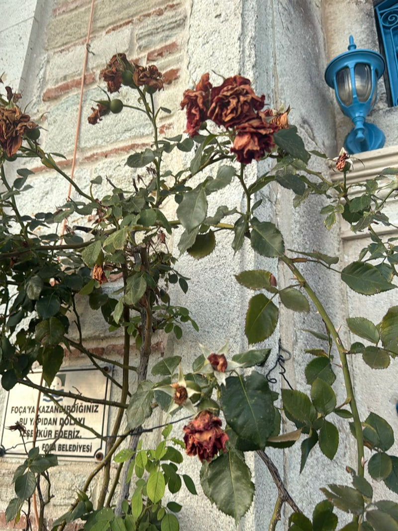 Een Chinese roos met groene bladeren en enkele verwelkte bloemen is te zien voor een lichte stenen muur. De plant groeit bij een gebouw.