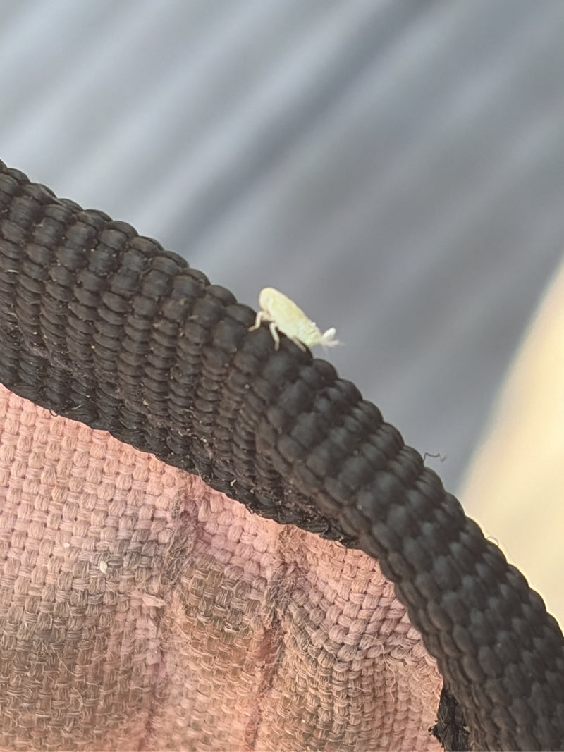 Pygmee cicade — foto 5 van 12