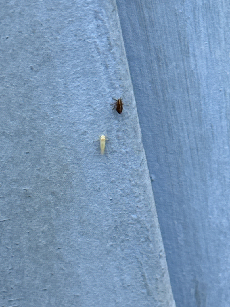 Pygmee cicade — Bild 4