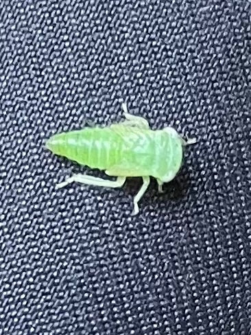 Pygmee cicade — foto 1 van 12