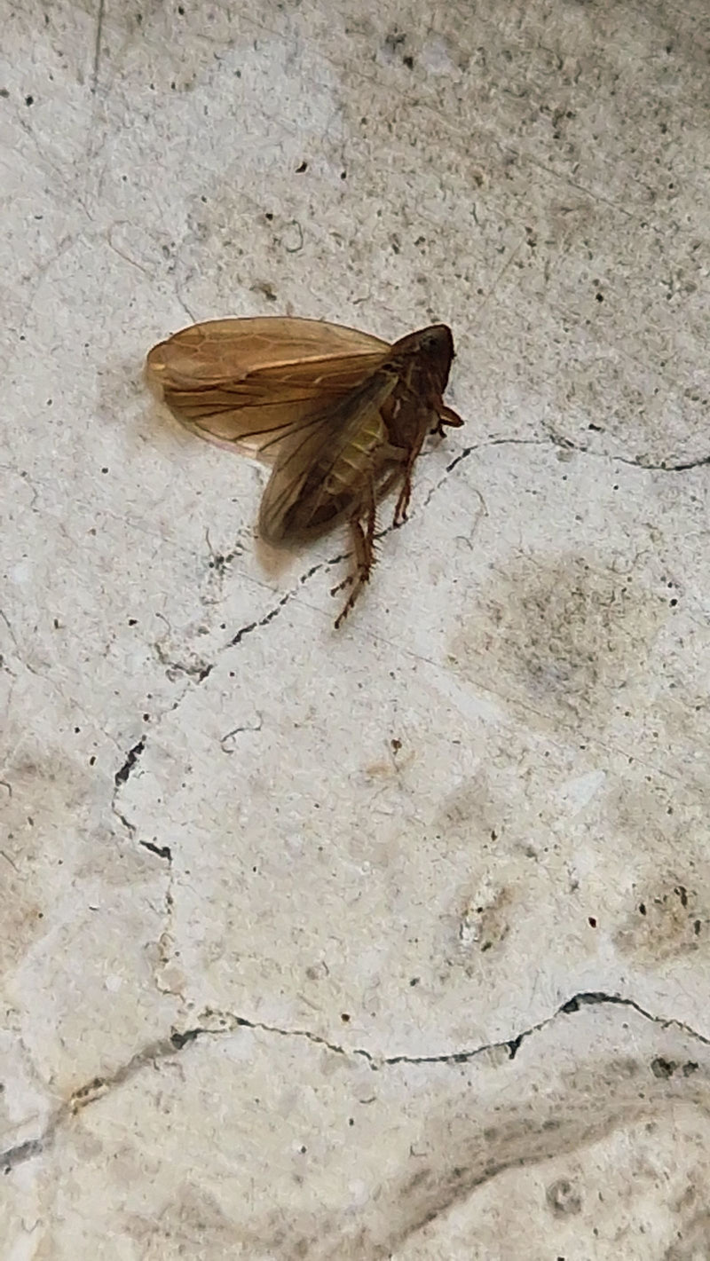Pygmee cicade — foto 4 van 12