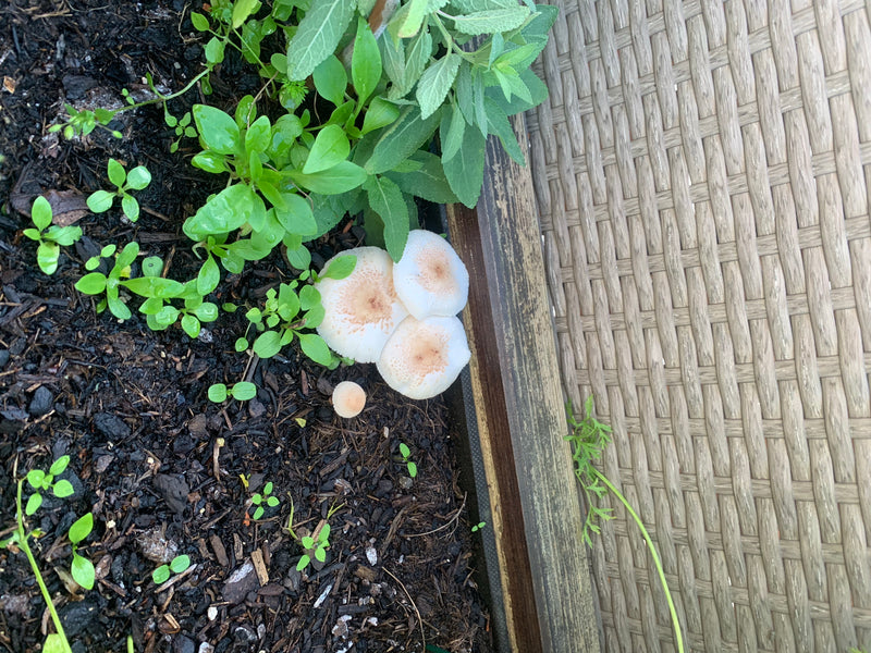 Zwiebelfüßiger Faltenschirmling — foto 1 van 1