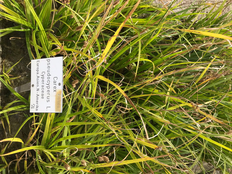 Cypergrass zegge — foto 1 van 1