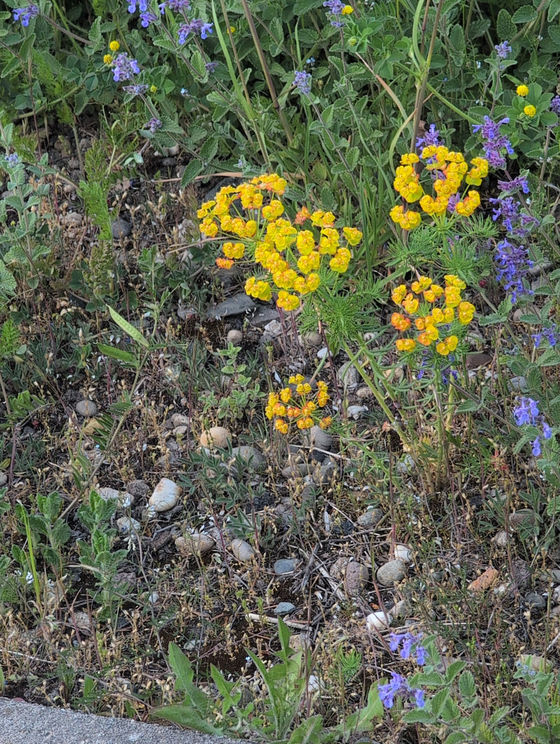 Cipreswolfsmelk — Bild 1