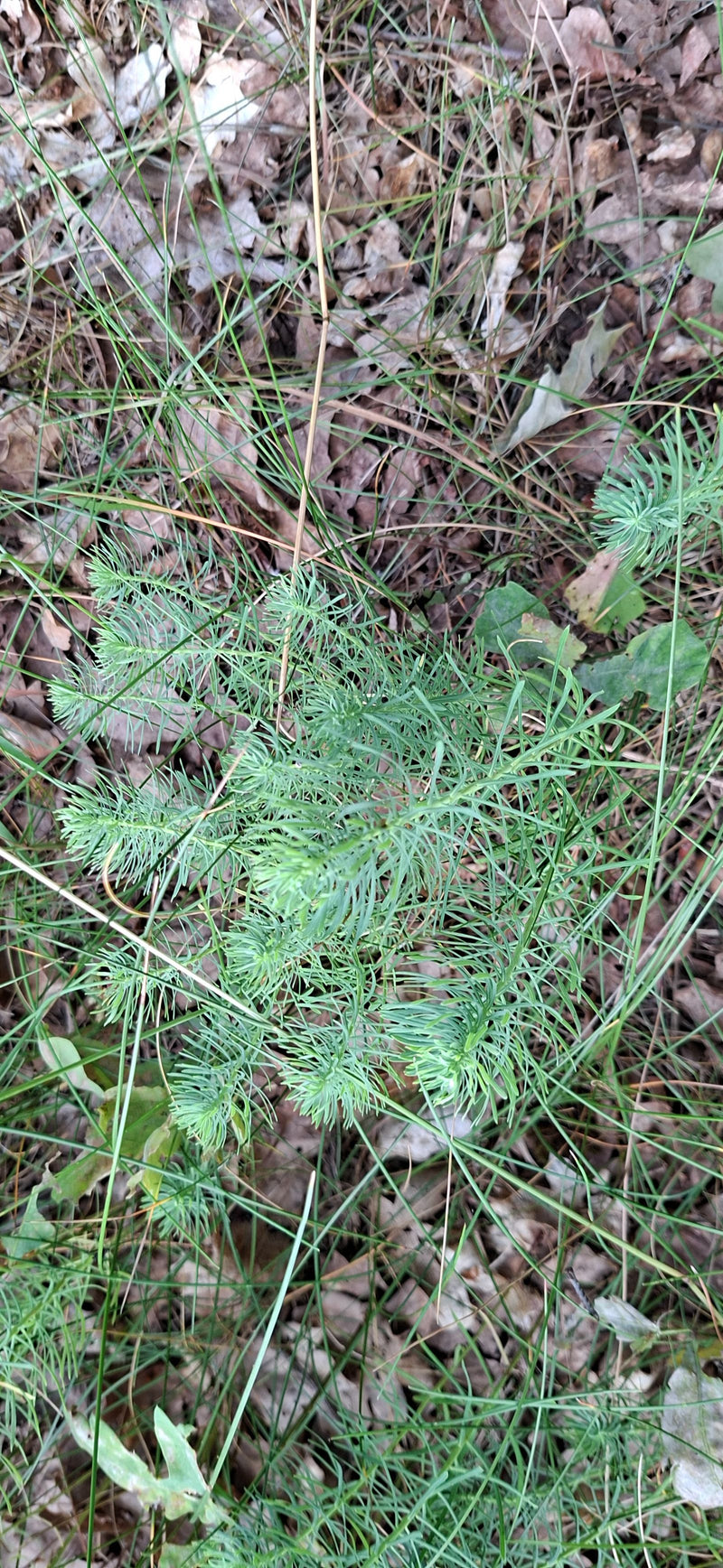 De afbeelding toont een cipreswolfsmelk van bovenaf op een bosbodem bedekt met bladeren en gras. De fijne, naaldachtige bladeren van de plant zijn duidelijk ...