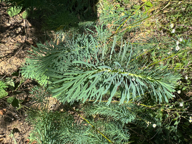 De afbeelding toont een cipreswolfsmelk met zijn typische naaldvormige bladeren. De plant groeit in een zonnige omgeving op droge grond.