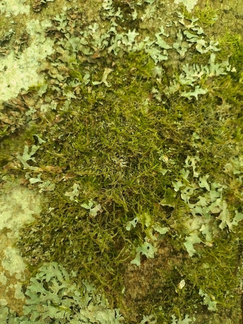 Cipres slaapmos — Bild 2
