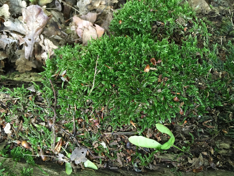 Een dicht, groen kussend mos van Hypnum cupressiforme is te zien, groeiend op dood hout en bosgrond. De typische gekromde blaadjes zijn goed herkenbaar.
