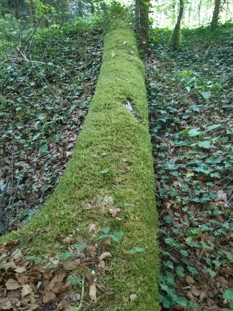 Cipres slaapmos — Bild 1