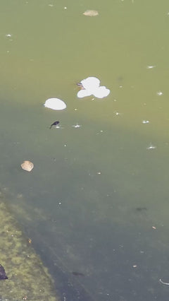 Gemeenschappelijke waterstrider – Gersfeld (Rhön), Hessen