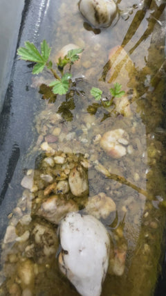 Gemeenschappelijke waterstrider – Eisenach, Thüringen