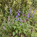 Acker-Glockenblume (Campanula rapunculoides) in Blüte im naturnahen Garten (KI-generiert)