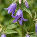 Blüte von Acker-Glockenblume (Campanula rapunculoides) in Nahaufnahme (KI-generiert)