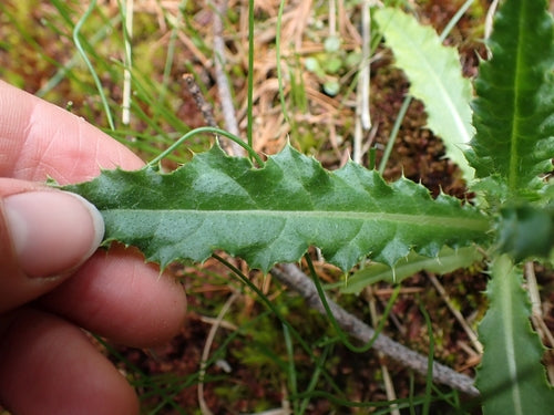 Veld distel — Bild 3