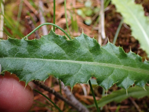 Veld distel — Bild 5