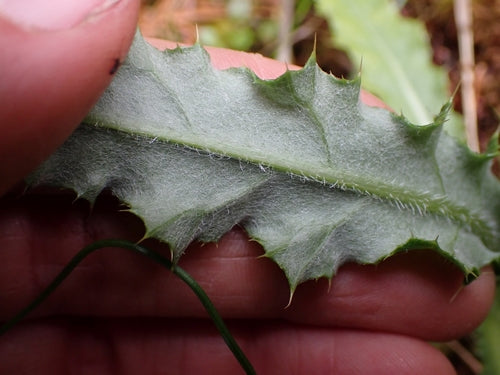 Veld distel — Bild 4