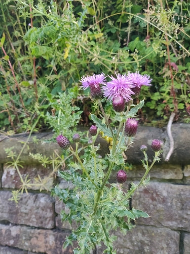 Veld distel — Bild 2