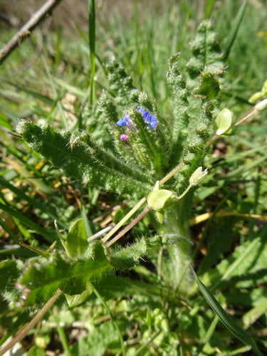 Veld Crookneck — Bild 4