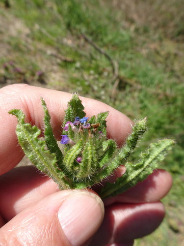 Veld Crookneck — Bild 3
