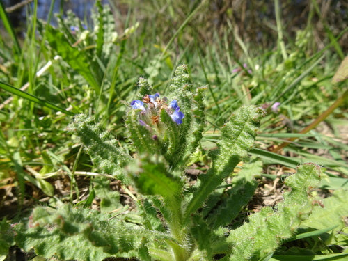 Veld Crookneck — Bild 2