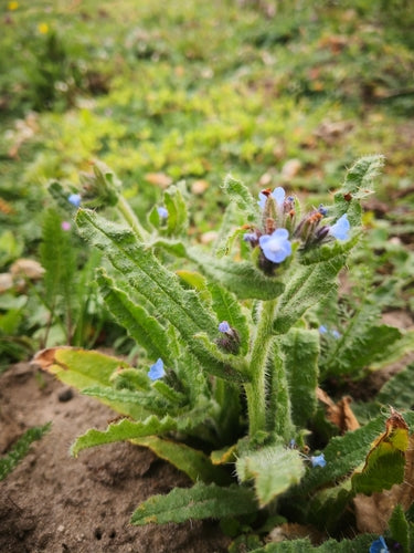 Veld Crookneck — Bild 5