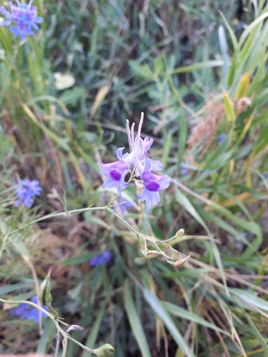 Veld delphinium — foto 4 van 10