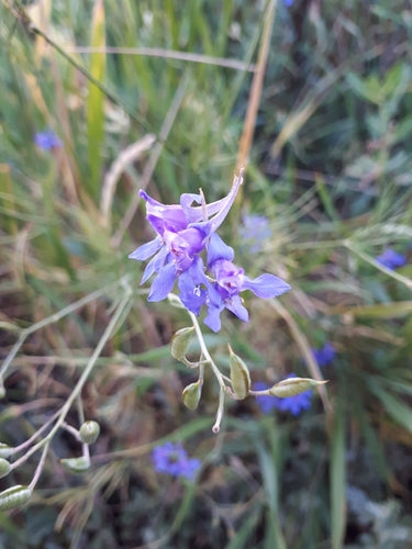 Veld delphinium — foto 3 van 10