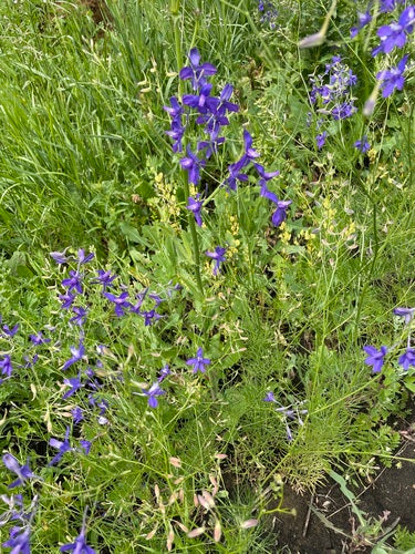 Veld delphinium — foto 5 van 10