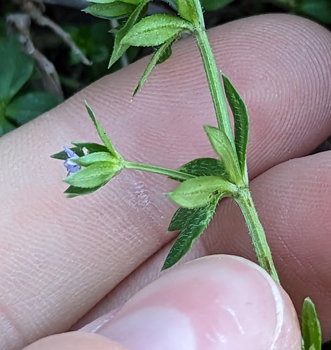 Roodheid van het veld — Bild 4
