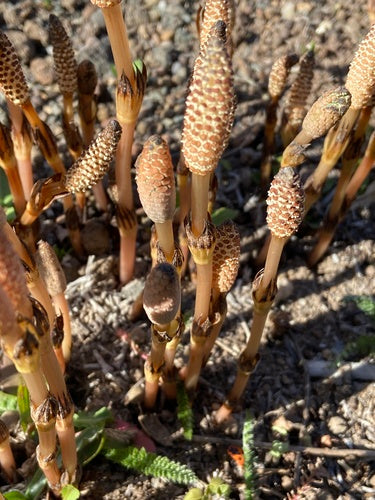 Veld paardenstaart — Bild 3