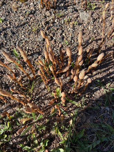 Veld paardenstaart — Bild 4