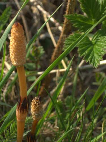 Veld paardenstaart — Bild 5